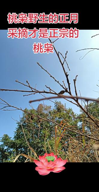 欧耶今年运气太好了让我遇见了桃枭去年中了采摘桃枭的魔今年总于如愿以偿了🎉🎉🎉接下来还得加工成手串或者挂件