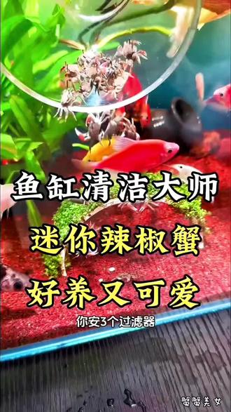 #辣椒蟹 鱼缸小小清洁工,新手闭眼入~#迷你辣椒蟹 #鱼缸里的大自然 #千亿流量扶持计划 #抖音热门