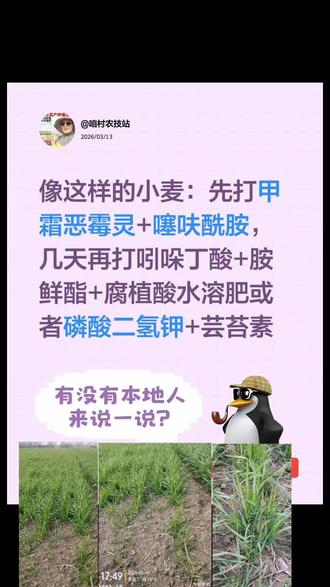小麦根腐病茎基腐病打药指导#农业技术分享
