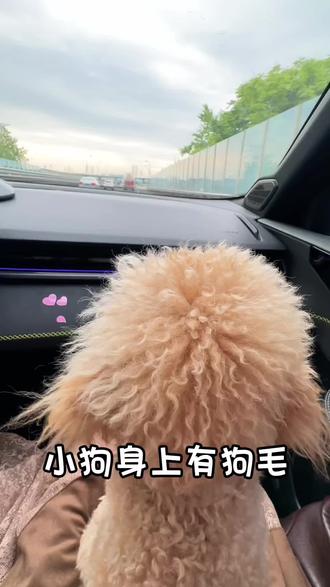 🐕小狗不会说话,是因为爱和忠诚都需要用行动来表达!#养宠那些事儿 #小狗之歌 #泰迪熊