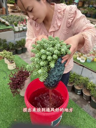 这盆小球玫瑰是一个礼拜前在直播间种的,今天给他浸盆喝水#记录多肉生活 #爱生活爱养花 #花卉绿植 #花卉绿植 #多肉养护