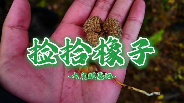 老一辈人吃橡子,多是旧时粮食匮乏时的无奈选择,也是山林里的一份生存智慧。
橡子本身含有鞣酸,生吃发涩、难消化,老一辈会先把橡子晒干、去壳,再反复浸泡换水去除鞣酸,之后磨成粉做成橡子面,擀面条、蒸窝头,或是掺在杂粮里充饥。
它算不上美味,却在物资短缺的年代,撑起了不少人家的三餐。#植物科普小知识 #大自然的馈赠 #知道这是什么吗 #野生货 #野外户外