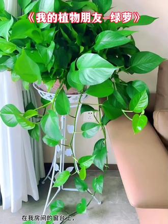 【同步写作】三年级下册《我的植物朋友》#作文#写作素材 #写作技巧#小学语文#知识分享