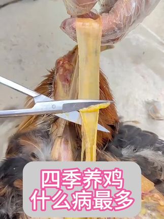 #养鸡 #养殖 #新农人计划 #科学养鸡 #三农 @抖音创作小助手