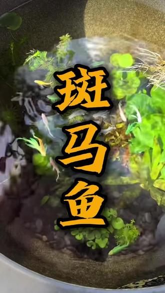 #真实生活分享计划 你知道有多少种斑马鱼吗?#斑马鱼 #创作者扶持计划 #养鱼经验分享 #科普