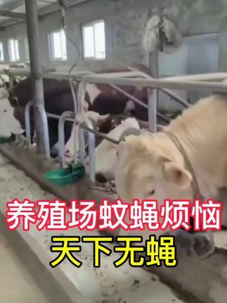 #牛羊养殖 #农村创业养殖 #三农养殖 #畜牧养殖 #养殖场专用