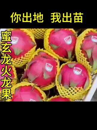 #火龙果 #蜜玄龙火龙果苗 #火龙果种植 #南果北种火龙果 #阳台种植 蜜玄龙火龙果苗 水晶双色二号火龙果苗 冰淇淋双色火龙果苗 胭脂玉双色火龙果苗 新品种火龙果苗 红心火龙果苗 厄瓜多尔燕窝火龙果苗 自粉燕窝火龙果苗 金都一号火龙果苗 无刺黄龙火龙果苗 黄皮火龙果苗 火龙果种植施肥管理技术