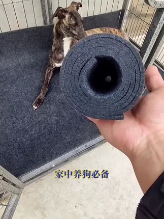 狗垫#养狗经验分享 #不养狗不知道养狗的乐趣 #耐抓耐磨 #科学养宠