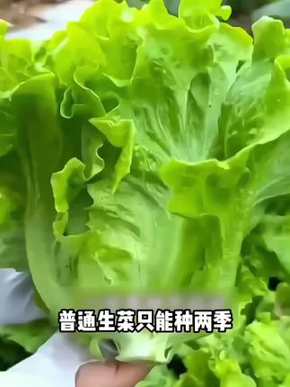一年四季都可以种植的意大利生菜,耐热耐寒,生吃凉拌热炒涮火锅都可以。#意大利生菜 #蔬菜种子 #在家种菜 #意大利生菜种子 #种菜