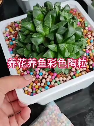 #记录多肉生活 #家庭种植 #养花#养鱼#彩色陶粒