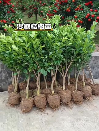 #沙糖桔 #沙糖桔苗 #果树种植