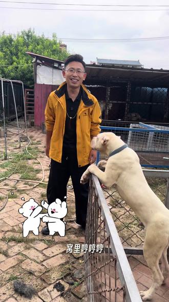 杜高犬的养狗经验分享 #杜高犬 #护卫犬 #实战猎犬#斗犬#养狗经验分享