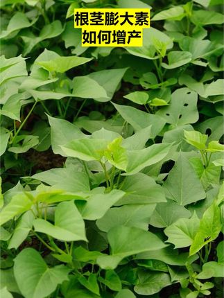 红薯想高产,就用根茎膨大素!#根茎膨大素#红薯种植#红薯高产#分享农业知识帮农民增产增收