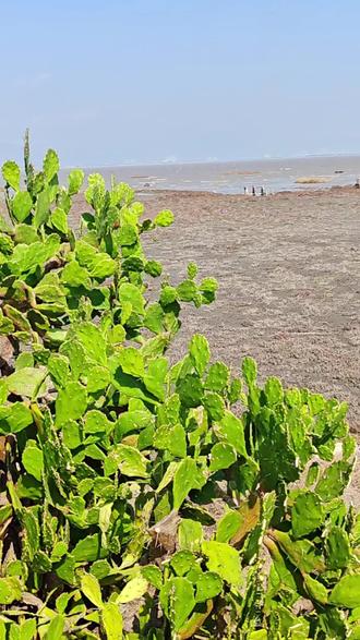 那钓鱼岛上的山羊该怎么处理呢?