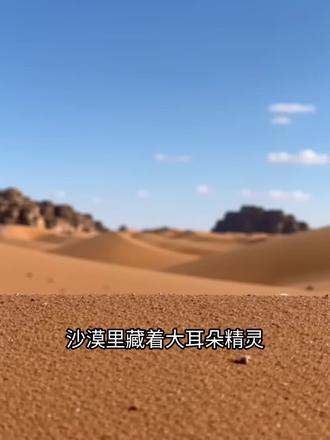 沙漠中的精灵 #耳廓狐 #沙漠动物 #萌