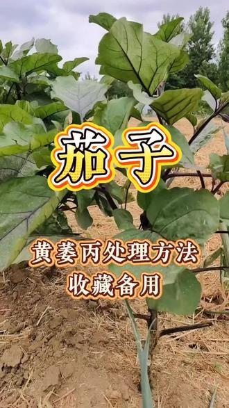 种茄子要注意#茄子黄萎病防治 #茄子种植 #种植经验分享 #三农种植 #蔬菜种植