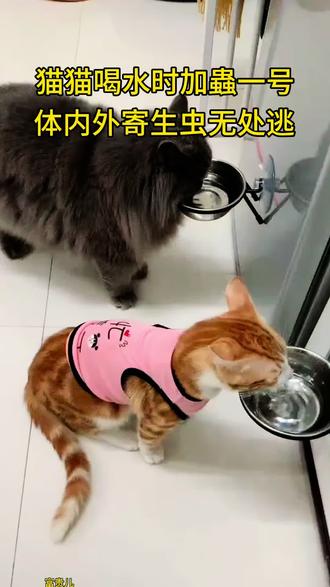 #萌宠出道计划 #猫 #科学养宠攻略 #养宠进阶指南#萌宠好物 @DOU+上热门 @DOU+小助手