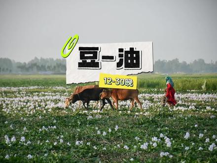 12-30 晚 豆-油 刷新高点的不足#豆油#豆油行情#期货