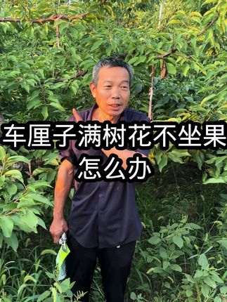 车厘子满树花不坐果,怎么办? 车厘子满树花不坐果,怎么办?#车厘子树苗 #果树管理 #三农 #农业种植 #优质农产品
