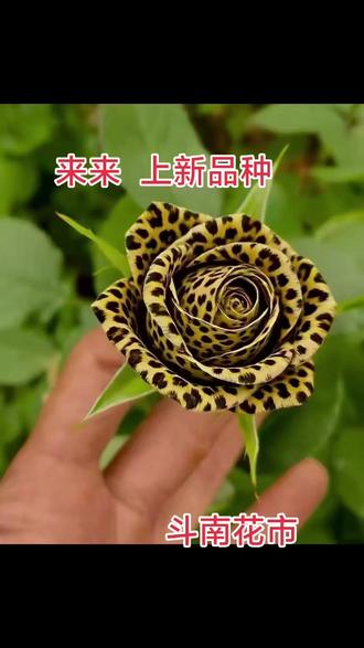 上货 上爆款#美从不缺乏只是缺少发现
斗南花市上豹纹款鲜花啦☞