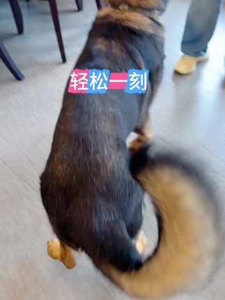 两条大尾巴#不养狗不知道养狗的乐趣#退役警犬华少 #动物的迷惑行为 #小狗选择测试