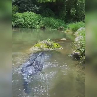 鸬鹚,又叫鱼鹰,是一种捕鱼高手!