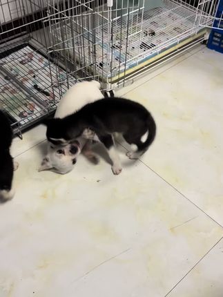 #萌宠 #养狗的乐趣只有养狗的人才能懂 #幼犬 #小奶狗 #萌宠出道计划