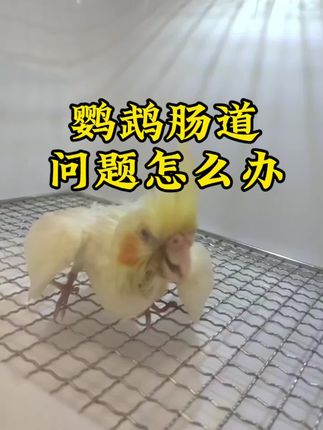鹦鹉肠道问题怎么办#鹦鹉 #鹦鹉鹦鹉萌萌哒逗鹦鹉 #手养鹦鹉 #萌宠 #鹦鹉日常 @抖音创作小助手