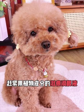 狗狗只要分泌物多泪痕重,就坚持早晚各滴一次泪痕滴眼液#无限回购的宝藏单品 #新手养狗 #泪痕 #萌宠日常记录