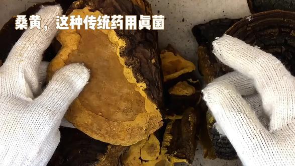 桑黄,桑树上的黄金#神奇的大自然 #