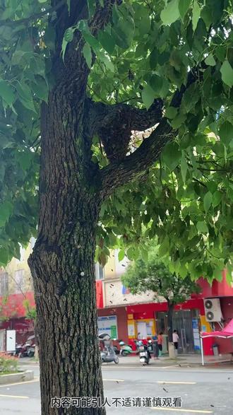 活了30年,才知道诱蜂最快最有效的方法居然是这个#蜂窝 #寻蜂取蜜