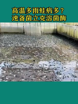 #牛蛙养殖 #牛蛙养殖技术