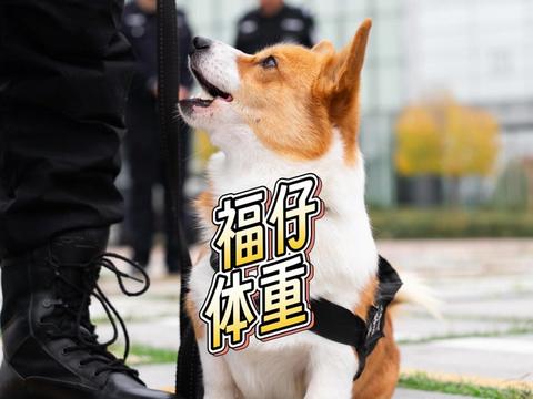 呀!怀念满腹烤肠的肚子 …
根据《汪星警队公务员管理条例》第38条规定:
柯基警官体重不得超过20斤,以确保机动性(主要能钻得过各种洞)及维持威严(主要是不能胖成球)。
#柯基警犬福仔 #狗狗的心思都写在脸上了 #警犬 #反差萌 #柯基警官