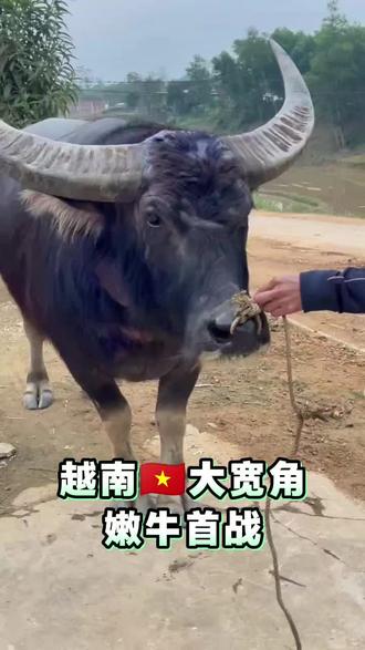 嫩牛第一次出战,2026马力全开,冲冲冲,!!!#斗牛爱好者#斗牛爱好者一路长虹 #斗牛文化传播