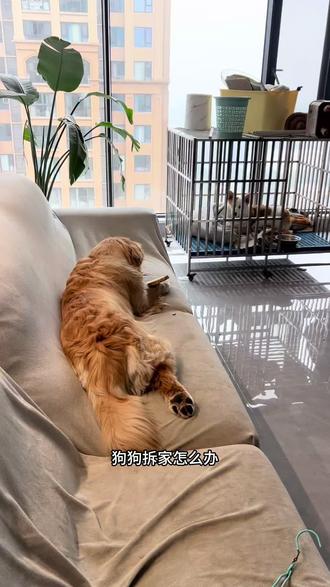 狗拆家的经验分享#宠物知识 #动物迷惑行为 #狗拆家 #养狗经验分享