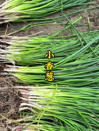 家人们快来在家里种上这个#小香葱 随吃随摘 好吃美味!#优质农产品 #在家种菜