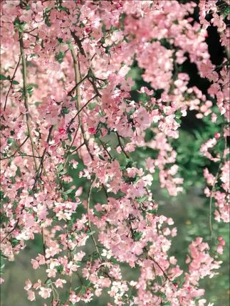 都是看得见的水果坚果谷物!#饱腹感超强的早餐 #仙女都在喝什么 #零食推荐 #种草 #精选