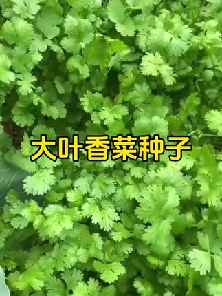 大叶香菜种子#香味浓郁#种植简单好管理