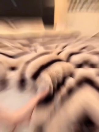 中秋 原装正品-纯色好评如潮优质爆款抗静电双面牛奶绒刺绣床上四件套#家纺床上用品 #床上用品 #双面牛奶绒四件套#牛奶绒四件套