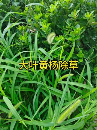 大叶黄杨除草#大叶黄杨 #黄杨 #黄杨除草 #绿篱除草 #小苗除草