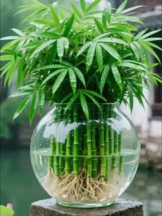 #竹柏#水培竹柏##驱蚊竹柏 #一年四季常绿非常好养 #爱生活爱养花