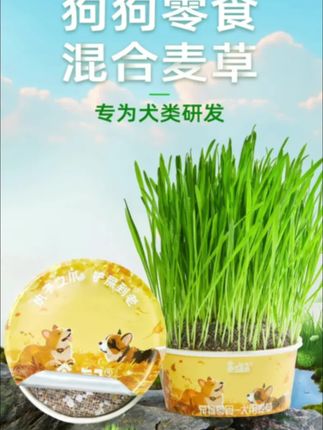 狗狗吃外面的野草!不光不卫生还有细菌!自己种的干净卫生还新鲜! #狗草 #狗吃草 #新手养狗 #狗狗故事 #养狗经验分享