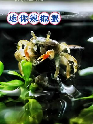 家人们,我不允许还有人不知道迷你辣椒蟹!这指甲盖大小的小可爱,浑身红得透亮,螯钳就像两团小火苗,在鱼缸里爬起来,八只小短腿倒腾飞快,简直萌化了! 它可是淡水缸里的宝藏“清洁工”,藻类、残渣、鱼便,统统被它收入腹中,轻松帮你搞定鱼缸清洁。而且完全不挑环境,不用打氧不用恒温,随便丢点水草石头,它就能开心生活。 新手小白闭眼入,养上几只,给你的鱼缸增添别样生机 !#神奇动物在抖音 #水族爱好者 #迷你辣椒蟹 #鱼缸里的大自然 #在抖音入手的好物