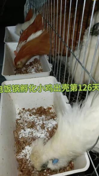 2026.1.31喂鸡日常#养鸡 126天#鸡 #笼养鸡 #喂鸡 #喂鸡日常