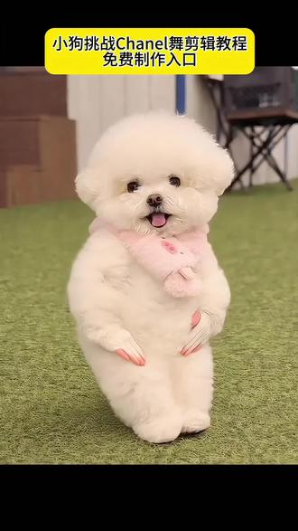 小狗也来跳Chanel舞蹈啦,免费制作入口!!!#会跳舞的狗子 #小狗挑战chanel #小狗跳舞 小狗版chanel chanel小狗 chanel挑战 小狗版chanel舞蹈教学 chanel狗狗版 chanel搞怪版小狗 chanel宠物版 chanel小狗玩偶 chanel搞怪狗狗 狗狗跳舞视频制作教程 小狗跳舞视频怎么制作 ai小狗 ai宠物跳舞视频生成 #ai宠物跳舞 #剪映 ai宠物跳舞特效 ai身体突然会跳舞 小狗跳舞ai ai跳舞一键生成 ai生成跳舞视频 小狗跳醉舞ai生成 ai宠物跳舞上車
ai生成狗狗跳舞 ai生成狗狗跳舞视频 ai生成狗狗跳舞指令 AI生成狗狗跳舞视频的指令 ai生成狗狗跳舞狗和人合体 AI生成狗狗跳舞视频教程 ai生成狗狗跳舞自己图片 ai生成狗狗跳舞云南 AI生成的狗跳舞 ai生成宠物跳舞 ai生成宠物跳舞视频 ai生成宠物跳舞视频哪个ai生成的更好 ai生成宠物跳舞视频的软件推荐 ai生成宠物跳舞特效怎么制作 ai生成宠物打拳 ai宠物特效 免费ai跳舞视频生成软件 AI生成动物跳舞 AI生成狗子跳舞 ai跳舞一键生成 ai身体突然会跳舞 ai跳舞视频生成软件 ai生成视频 ai小狗跳舞 ai跳舞 小狗跳舞 小狗跳舞ai 小狗跳舞chanel 小狗跳舞aichanel 小狗跳舞宣传 小狗跳舞手势舞 小狗跳舞素材 小狗跳舞ai生成指令 小狗跳舞特效 小狗跳舞卡点视频 宠物跳醉舞ai生成 ai小狗喝醉酒跳舞的视频 ai跳舞一键生成入口 小狗跳舞ai韩国 狗狗ai跳舞ai指令 小狗跳舞最火的视频 狗狗ai生成跳舞 小狗跳舞ai怎么做