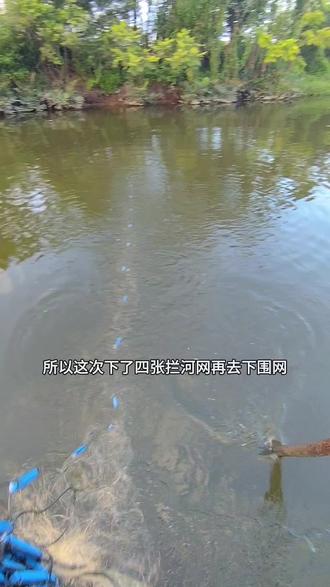 下网抓鱼也是需要技巧的#户外捕鱼 #户外打野 #鱼获满满