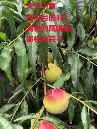 这个月天天下雨🌧️还包月套餐的吗?,我丢!满树的鹰嘴桃都快炸完了#新农人计划 #应季水果 #助农水果 #我的农村生活 #鹰嘴桃
