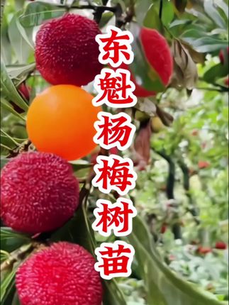 东魁杨梅树苗 #东魁杨梅 优质嫁接苗·基地现挖现发·好种植结果多·果大果甜·一口爆汁·喜欢你也种起来吧· #杨梅 #果树种植 #庭院果树 #无限回购的宝藏单品