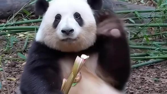 日本要彻底告别大熊猫了!#大熊猫