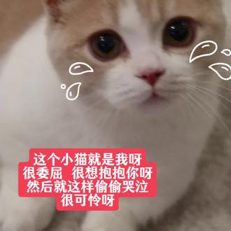 这个小猫就是我呀,没有腿腿很委屈呀
#这个世界不能没有小猫 #怼脸猫咪表情包 #萌宠出道计划 #我家猫咪好可爱 #矮脚猫